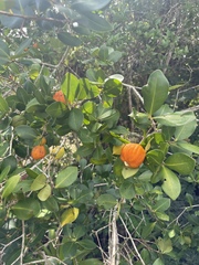 Eugenia speciosa, photograph (c) Bruno Siqueira, some rights reserved (CC BY)
