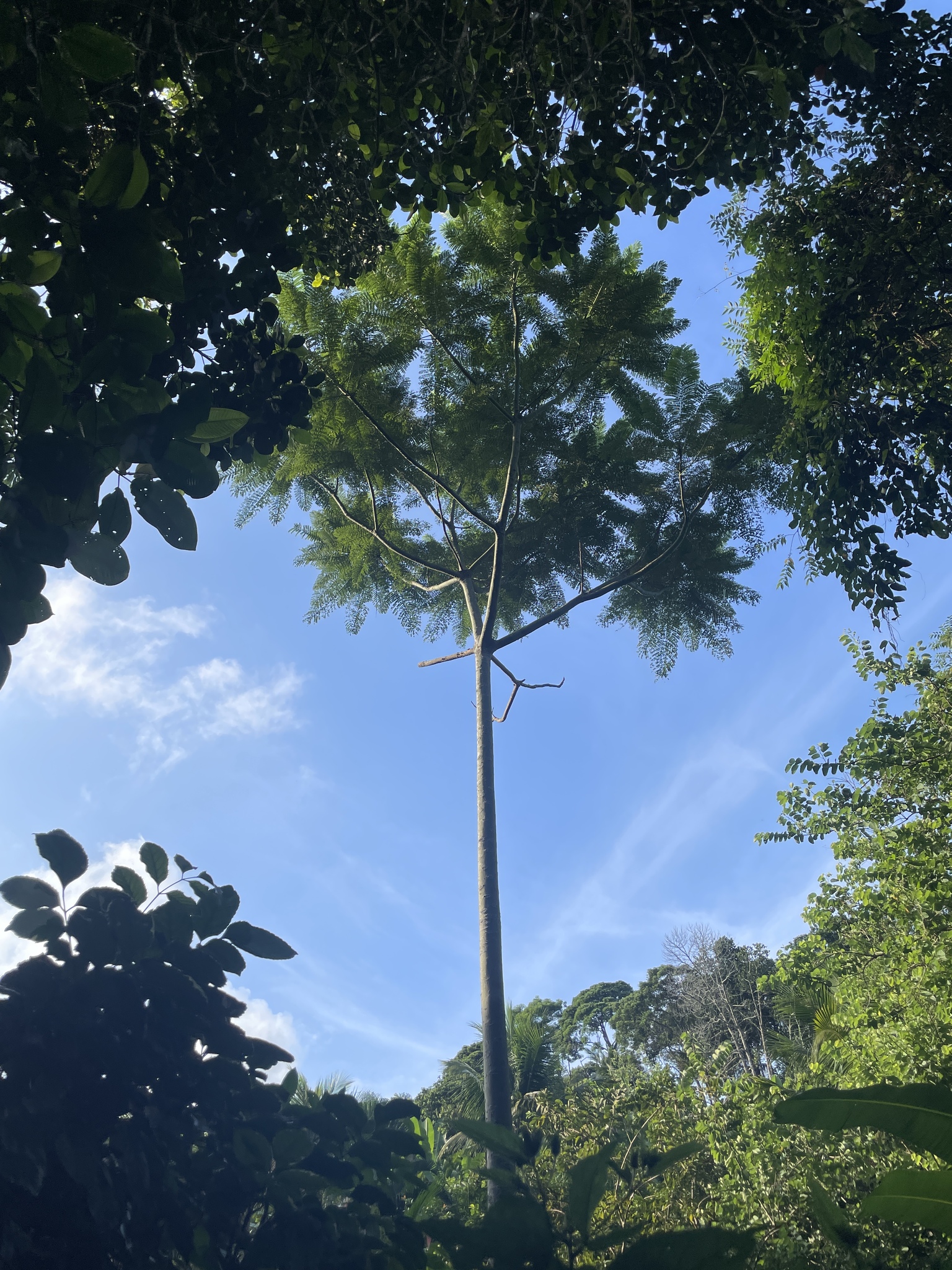 Imagem de Guapuruvu