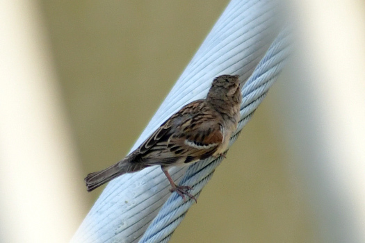 House Sparrow