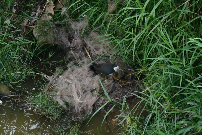 White-breasted Waterhen
