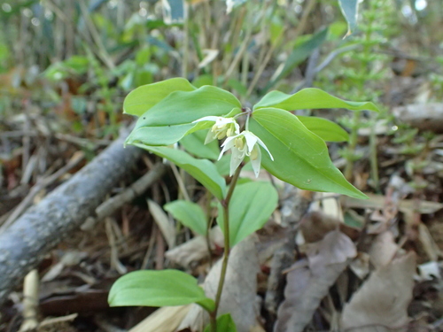 Image of Disporum smilacinum by no rights reserved