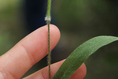 Dichanthelium malacophyllum