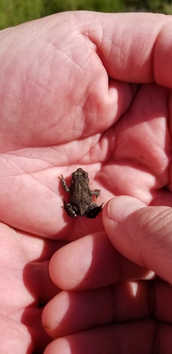 iNaturalist observation photo of Western Toad