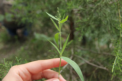 Dichanthelium malacophyllum