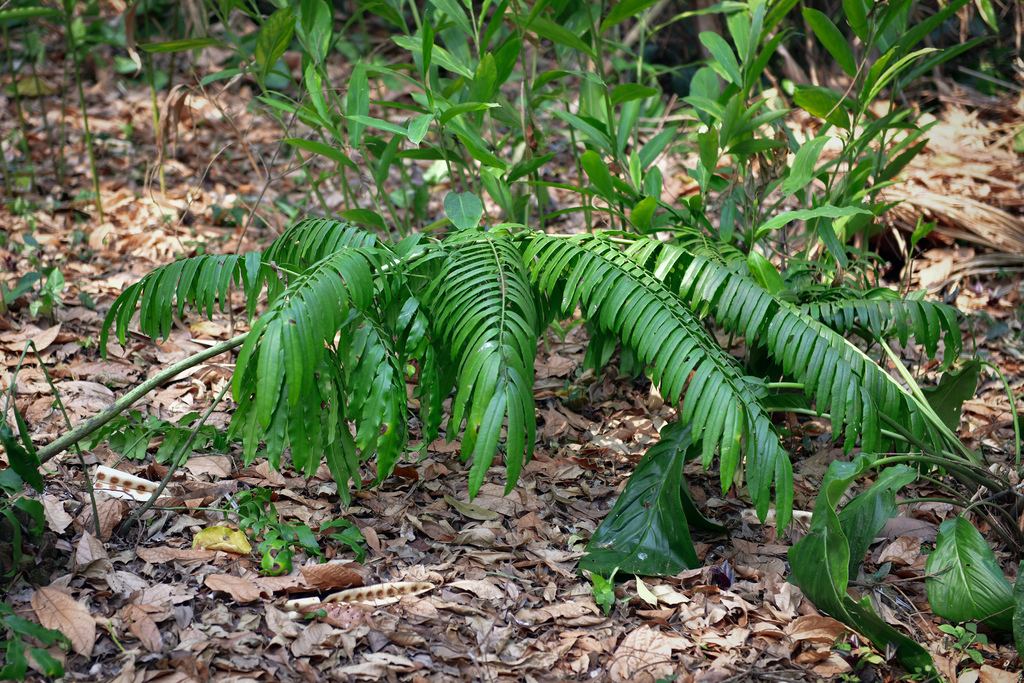 Angiopteris caudatiformis (Angiopteris caudatiformis)