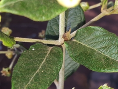 Enchenopa squamigera