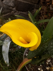 Zantedeschia elliottiana
