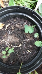 Tropaeolum tuberosum