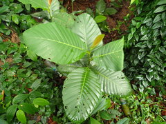 Dillenia suffruticosa