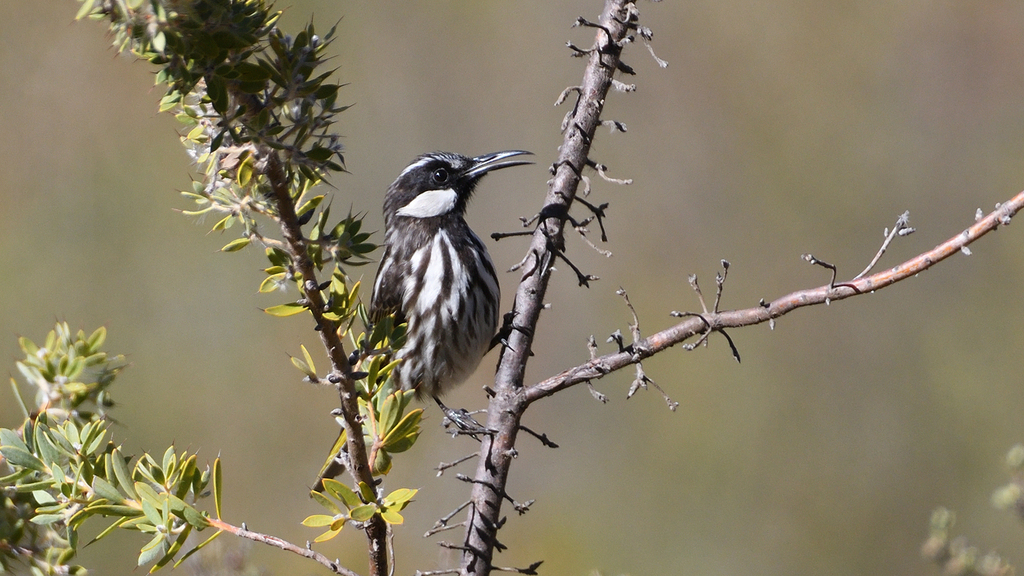 White-Cheeked Honeyeater