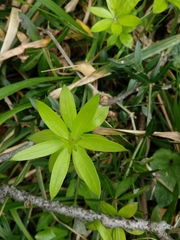 Angiospermae