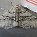 Half-wing Moth - Photo (c) judywelna, some rights reserved (CC BY-NC), uploaded by judywelna