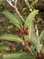 Ficus variolosa, photograph author not stated, no rights reserved