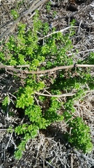 Galium tomentosum