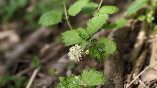 Baneberry (Actaea spicata)
