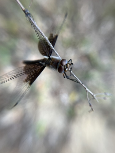 Mantled Baskettail photo 5