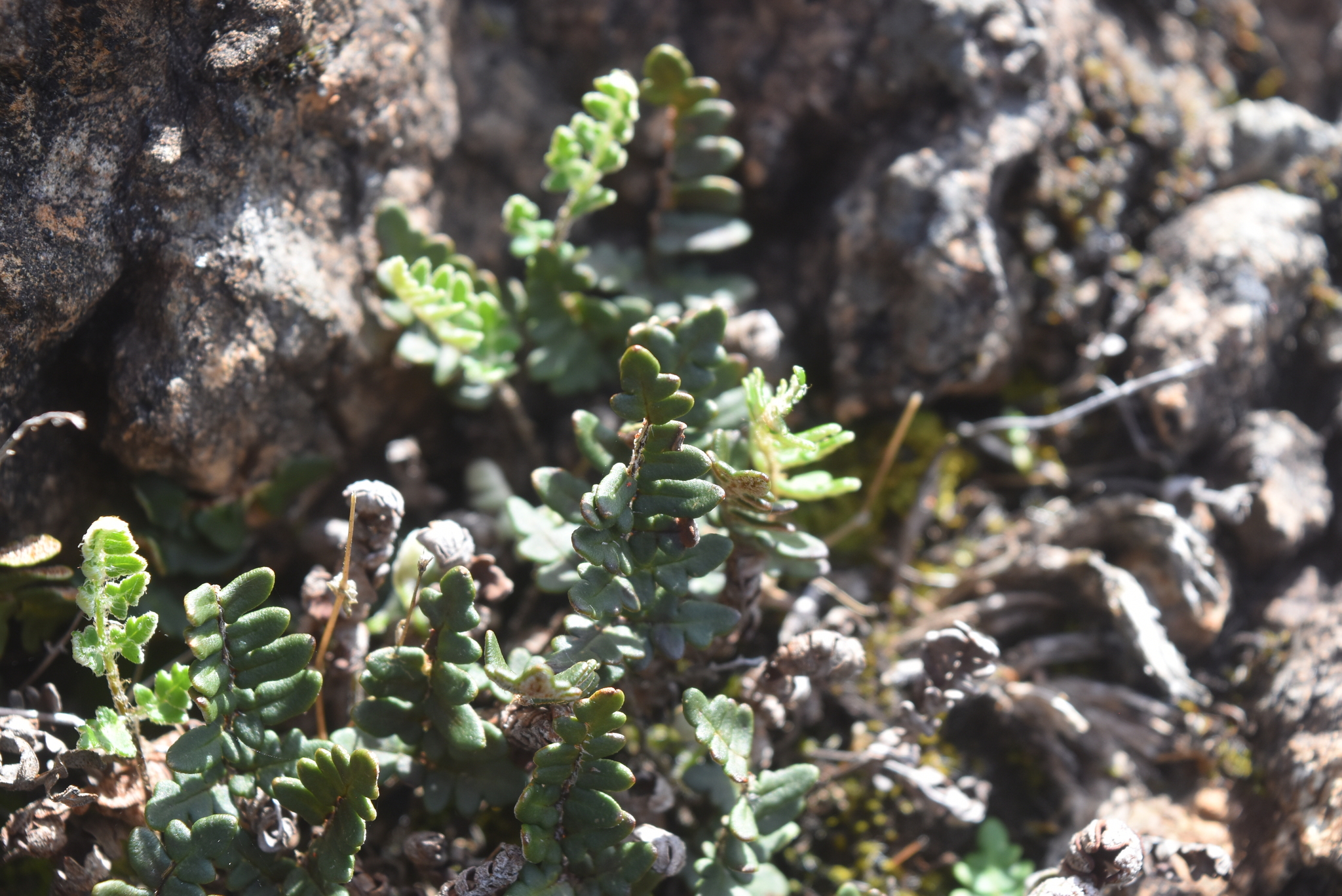 Imagem de Paragymnopteris marantae marantae