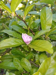 Magnolia loebneri