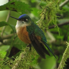 Violet-Tailed Sylph photo 4