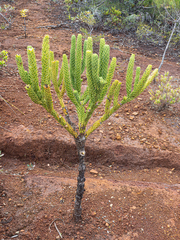 Araucaria muelleri, photograph (c) rainerburkard, some rights reserved (CC BY)