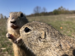 Spermophilus citellus
