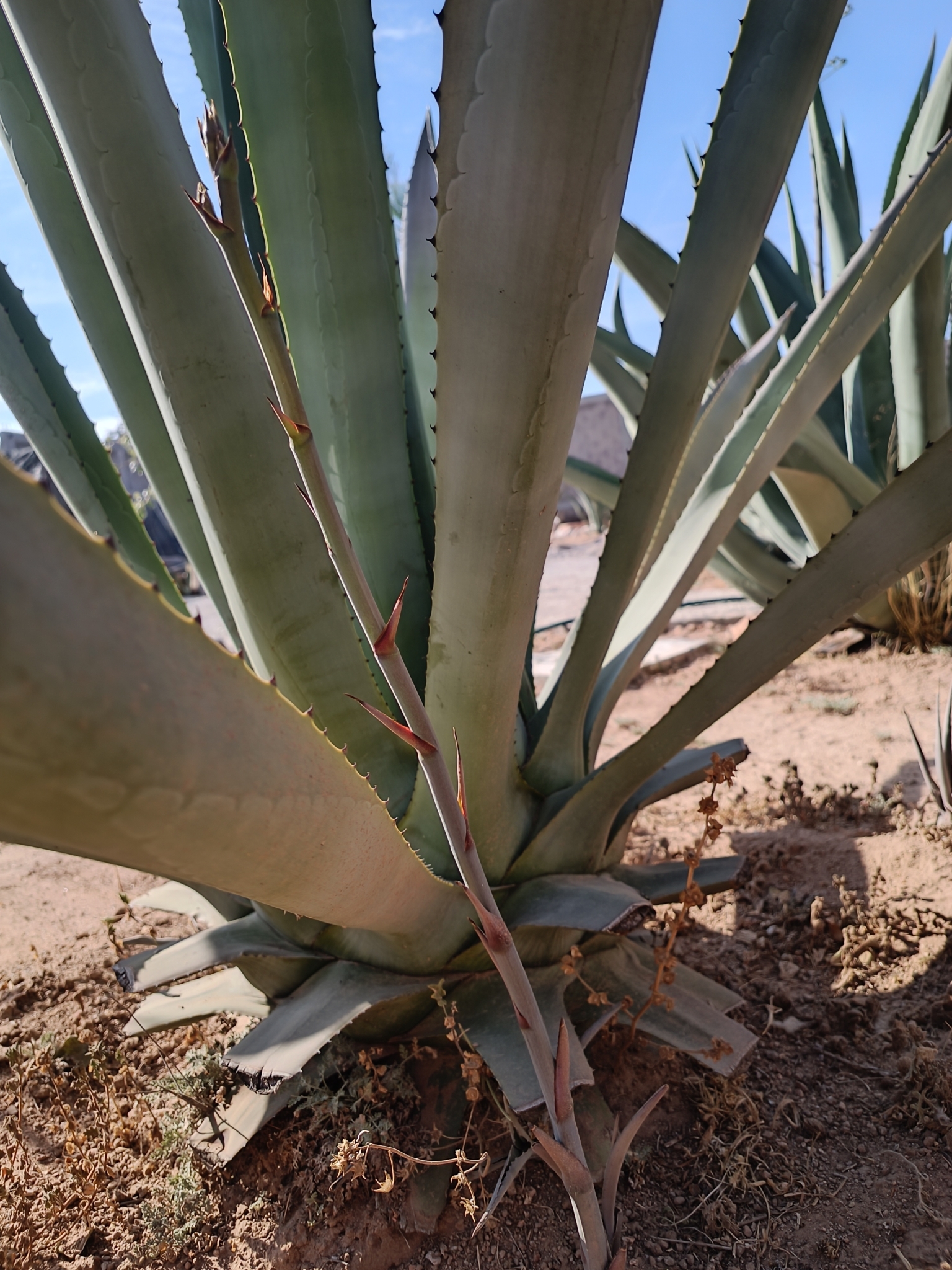 Imagem de Agave-azul