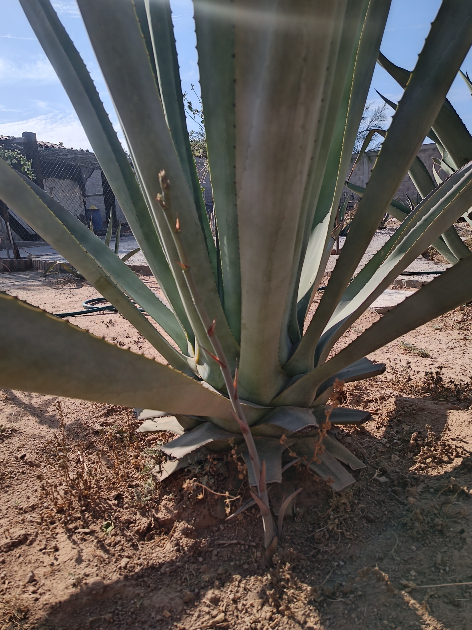 Imagem de Agave-azul