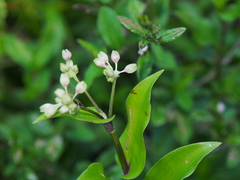 Tripogandra serrulata