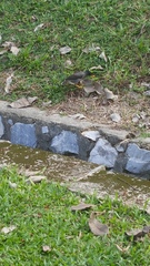 Acridotheres javanicus