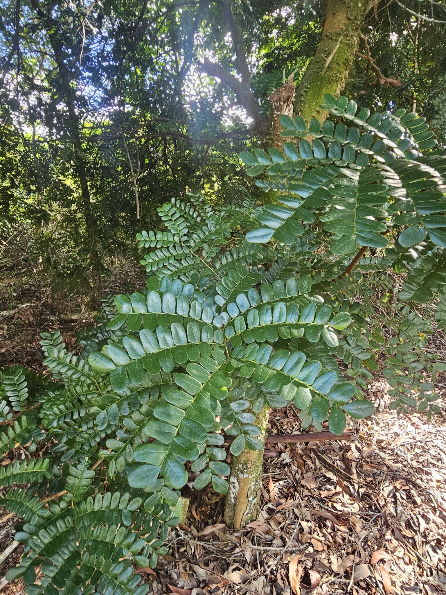 Imagem de Pau-brasil