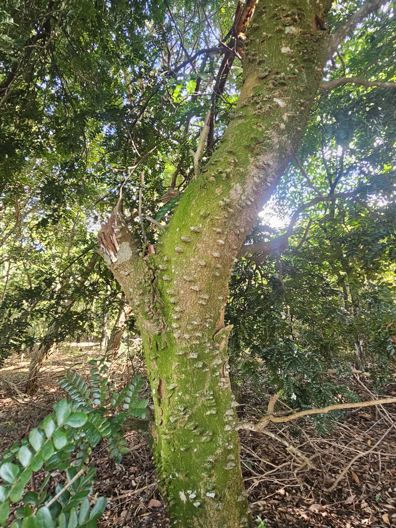 Imagem de Pau-brasil