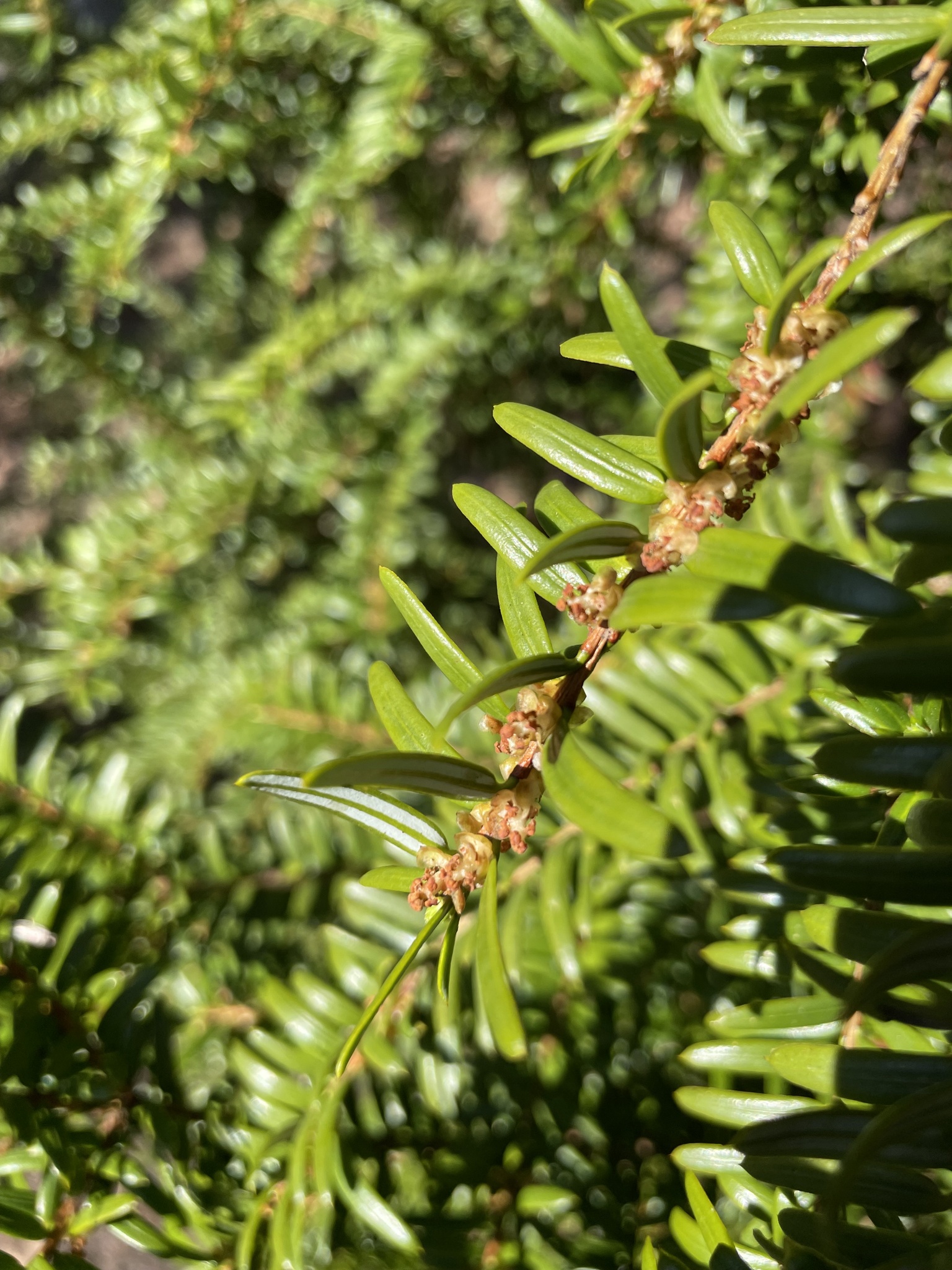 Pseudotaxus chienii