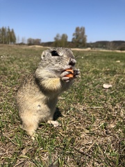 Spermophilus citellus