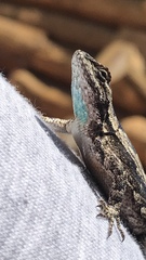 Sceloporus lemosespinali