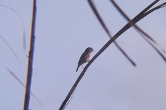 Sporophila minuta image