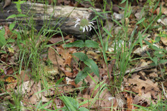 Monarda bradburiana
