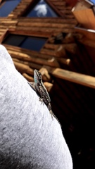 Sceloporus lemosespinali