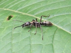 Neoponera