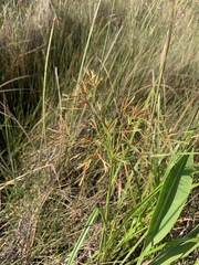 Rhynchospora inundata