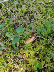 Lonicera hispidula