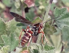 Poecilopompilus interruptus