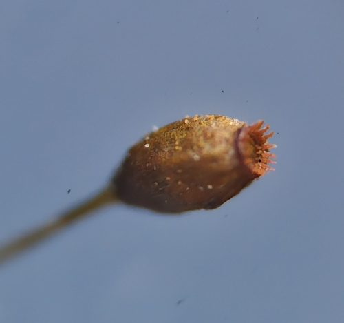 Image of Weissia controversa by (c) Helen Waterman, some rights reserved (CC BY)