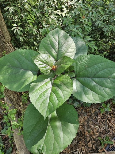 Foto de Clerodendro
