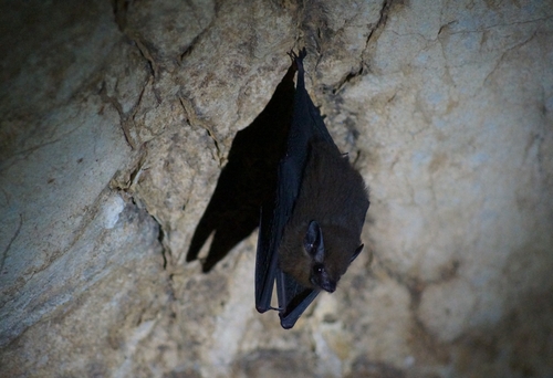 Lesser Sheath-tailed Bat