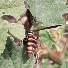 Poecilopompilus interruptus
