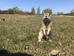 Spermophilus citellus