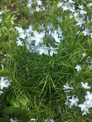 Amsonia ciliata