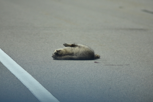 Common Raccoon photographed in Massachusetts