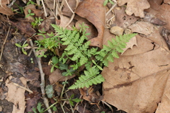 Cystopteris protrusa