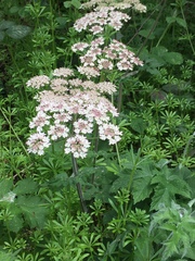 Heracleum sphondylium